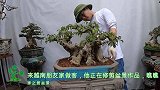 到越南朋友家做客，他正在修剪盆景，精品附石盆景，价值不菲