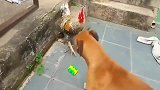 比特犬向公鸡发起进攻，公鸡：你是在挑战我