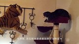草丛里趴着一只大“老虎”，猫咪魂都快吓飞了，看完笑岔气
