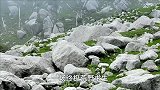 纪录片：德爷荒野生吃小蛇，动物油脂作燃料，一切都要继续