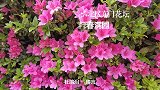 衡阳一小区花坛杜鹃闹春，花团锦簇，姹紫嫣红，美轮美奂