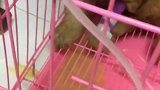 萌宠每天分享养犬知识。