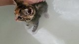 第一次洗澡的小奶猫，一脸呆萌：我是谁，在干啥