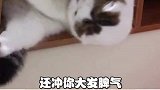 我说啊，有些又碰又跳的小猫咪，就是给他惯的