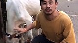 印度出现”神牛”，身体多长一个器官，女孩竟想嫁给它