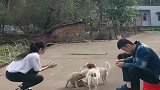 姐姐一跳舞，弟弟就成了这个模样，更可笑的是这一群狗