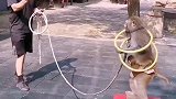 猴哥配合默契