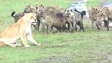 鬣狗独自冲进羊群，被狠踢几脚差点没命，谁知倒霉的还在后头