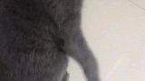 猫：铲屎的你太坏了，快救我出来！