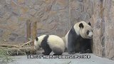 熊猫宝宝打妈妈，结果被熊猫妈妈摁着一顿揍，场面笑翻了