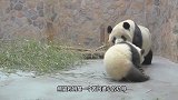 熊猫宝宝打妈妈，结果被熊猫妈妈摁着一顿揍，场面笑翻了