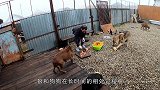 大叔给野狼洗澡，不料野狼发难，镜头记录惊险画面！