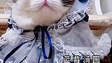 快叫你喜欢的小猫咪一起来元宵节变装呀我的元宵故事 2021新春日记 创作灵感 成长力计划 猫 萌宠