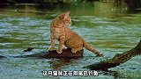 这只猫咪为了捕鱼，竟用自己的尾巴当诱饵