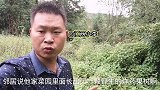 地里长出一棵野生炸药果树，树上结满了果实，采摘时非常危险