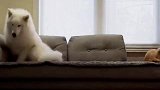 霸占了狗子的沙发时，狗子会是什么反应