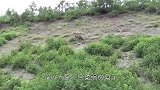 男子发现水草下的大鲶鱼，正打算捕捞时，一条大家伙窜出水面