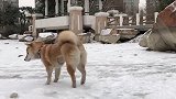 宠物见到雪是什么反应，兴奋到“洋相”频出萌翻天