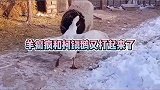 农村四霸大鹅又给土狗掐了
