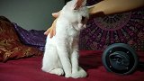 请放开那只手，没看到猫咪凶凶的眼神吗你就不怕吗
