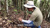 大树底下发现一大丛白蘑菇，长得像鸡蛋滑溜溜的，这种蘑菇能吃吗
