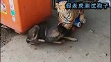 老外给假老虎装上车轮冲向狗子，狗子的反应如大家所料