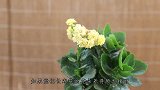 1块豆饼再剪1刀，长寿花嗖嗖长，叶子肥厚开花多