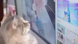 猫咪观看自己的视频，还点赞了夸自己可爱的评论！