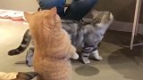 这只小胖猫真是太可爱了吧！女生应该都想拥有一只这么乖的猫！