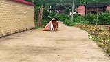 家有一狗如有一宝，天上马上要下雨，金毛带着雨披去找婆婆帮忙！