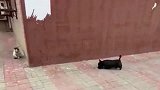 狸花猫有敌来犯，快点最好准备，随时攻打