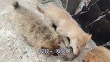 不要小看这三只小土猎，老鼠差点挨分尸，简直是老鼠的“大恶魔”