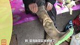 农民王小：鹅场小屋“遭水灾”姐夫小舅子救急要养鱼，笑对人生