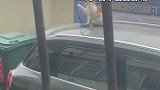 山西晋城：小猫爬上车顶，乐此不疲地玩弄天线
