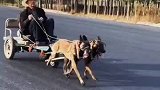 两条狗狗拉着大爷在封闭路段尽情兜风，花式遛狗看呆路人