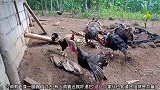 三只火鸡欺负一只公鸡，这算是以多欺少吧，公鸡也不怕
