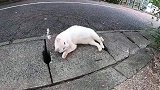 黏人白猫，好想带回家