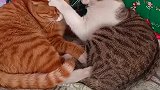猫：你再碰我，信不信我挠死你！