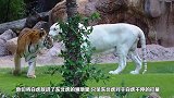 白虎遇上东北虎，东北虎捉弄它的行为直接让人笑喷，镜头记录过程