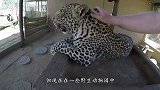 饲养员与猎豹一起休息，猎豹温驯得像大猫，画面温馨