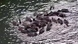 湖面出现漩涡，两只鸭子毫无防备游过去，结局出人意料！