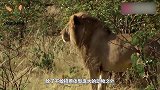 刚出生的小狮子被鬣狗捕杀，下一秒雄狮血洗鬣狗窝，镜头拍下全程
