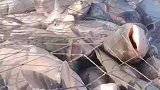 查干湖大型冬捕现场，一网出鱼七十万斤