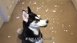 哈士奇惹怒女主人，下一秒被怒打狗头，二哈：脑瓜子嗡嗡的！