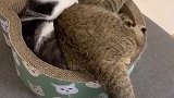 灰猫：这是我的窝，你跑进来干啥！