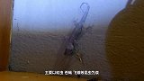 壁虎尾巴断掉了，主人将断尾放在壁虎面前，镜头拍下全过程