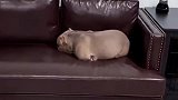 朋友家养的恶霸犬，当转头的那一刻，我终于见识了“盛世美颜”！