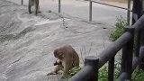猴妈戒奶都是一样的，小奶猴不怕打哦