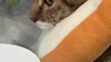 你外面有猫了，怎么是喜脉