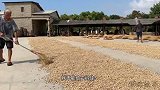 福建晋江衙口花生，5代人坚守传统做法酥香脆，90后小哥日做6000斤